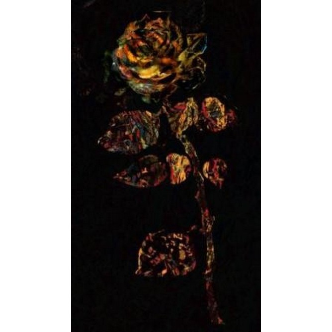V. Z. Tea House Rose